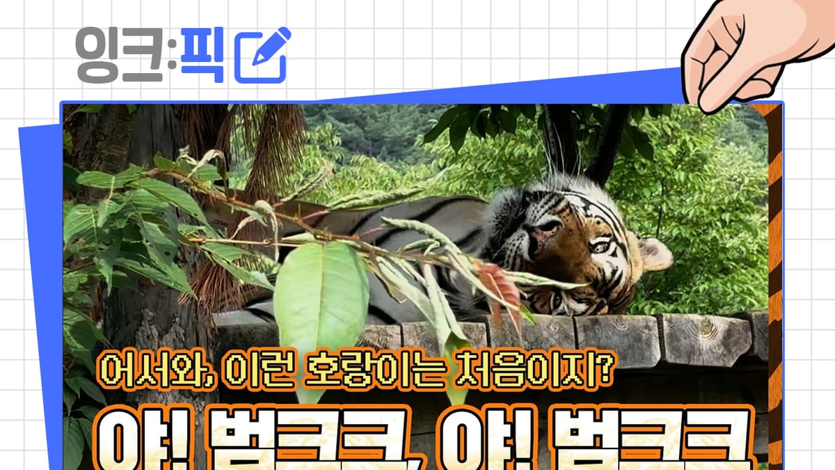 [잉크픽] 3주째 같은 자리에 있는 호랑이, 그리고 회의실을 그대로 내보낸 시장