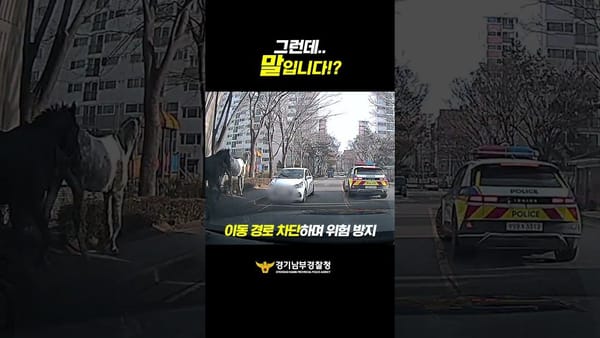중앙 ㅣ 그런데 말입니다... 진짜 말이 등장했다?